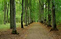 Causeway in Mezotne park